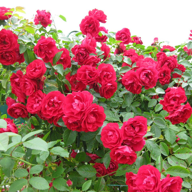 Роза плетистая Лев Толстой (Lev Tolstoi)