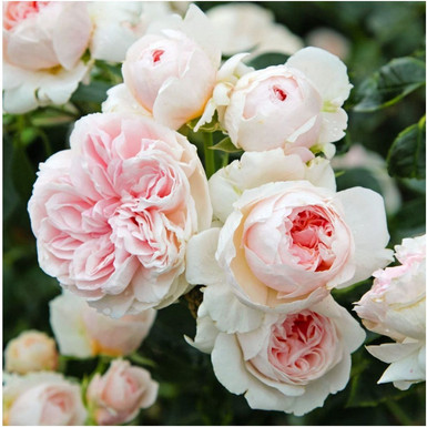 Роза плетистая Сабрина (Sabrina)