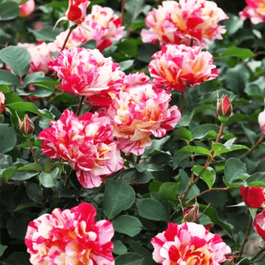 Роза плетистая Ванилла Фрейз (Vanille Fraise)