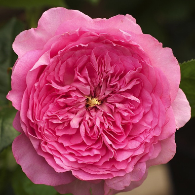 Роза шраб Шанталь Мерье (Chantal Merieux)