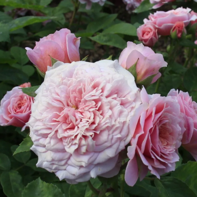 Роза шраб Уильям Кристи (William Christie)