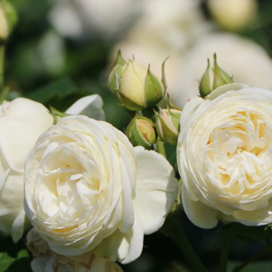 Роза шраб Артемис (Artemis)