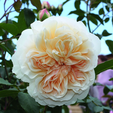 Роза английская кустовая Личфилд Энджел (Lichfield Angel)