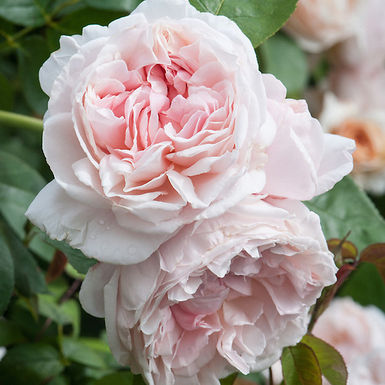 Роза английская Сейнт Суитун (Saint Swithun)