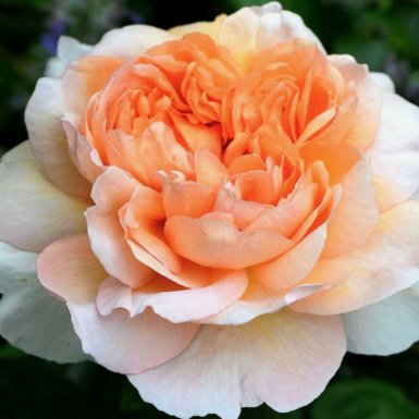 Роза английская кустовая Леди Гарденер (Lady Gardener)