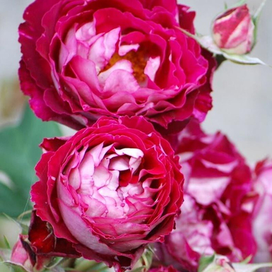 Роза шраб (кустовая) Бель де Сегоза (Belle de Segosa)