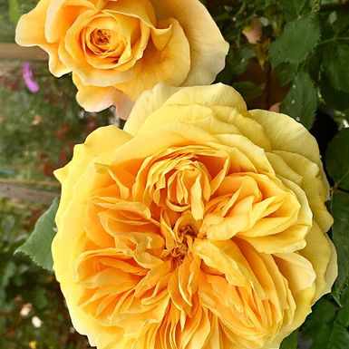 Роза шраб Голден Зест (Golden Zest)