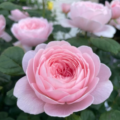 Роза английская кустовая Королева Швеции (Queen of Sweden)