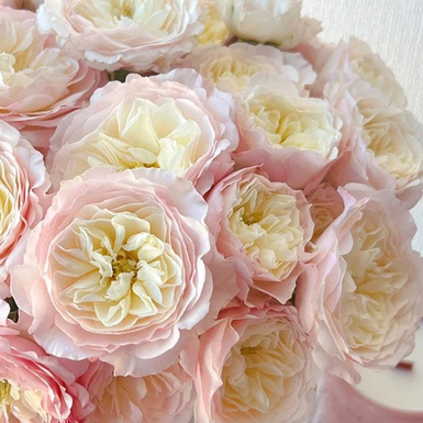 Роза английская кустовая Кейра (Keira)