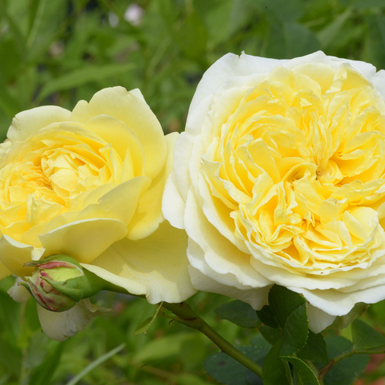 Роза шраб Нельсон Монфорт (Nelson Monfort)