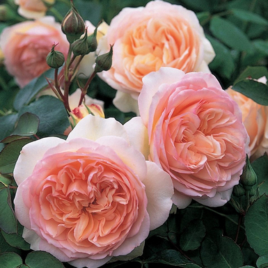 Роза английская кустовая Пердита (Perdita)
