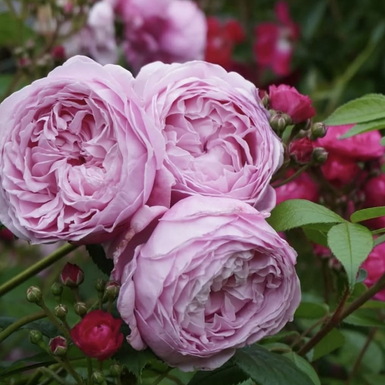 Роза английская кустовая Спирит оф Фридом (Spirit of Freedom)