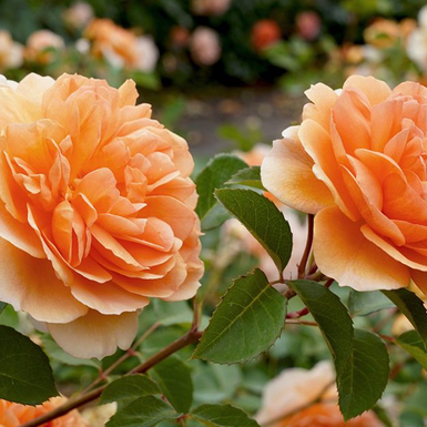 Роза английская кустовая Дама Джуди Денч (Dame Judi Dench)