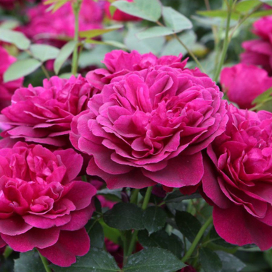 Роза английская кустовая Дарси Басселл (Darcey Bussell)