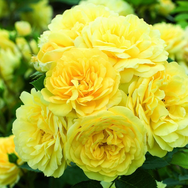 Роза шраб Анни Дюпрей (Anny Duperey)