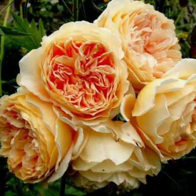 Роза английская Принцесса Маргарет (Crown Princess Margareta)