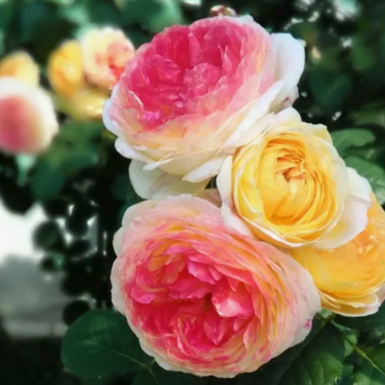 Роза шраб Розоман Жанон (Rosomane Janon)