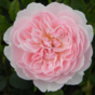 Роза английская кустовая Уисли (Wisley)