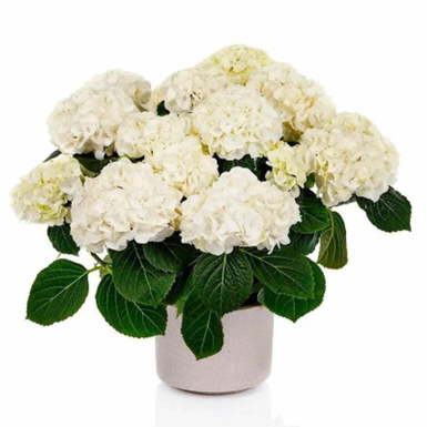 Гортензия крупнолистная Hi Chrystal Palace