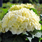 Гортензия крупнолистная Hi Chrystal Palace