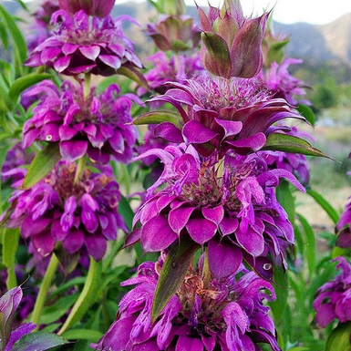 Монарда лимонная 