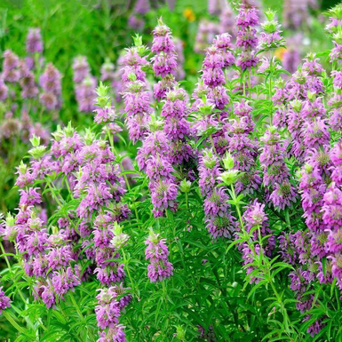 Монарда лимонная 