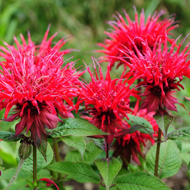 Монарда двойчатая «Панорама Ред»