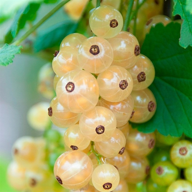 Смородина белая Версальская