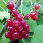 Смородина красная Каскад