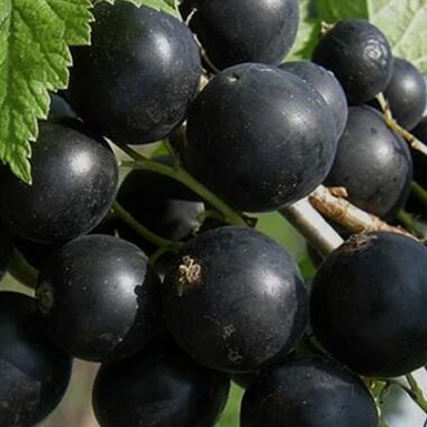 Смородина черная Гулливер