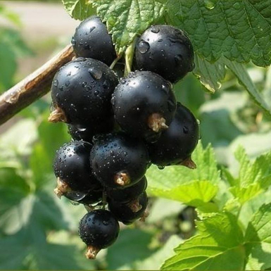 Смородина черная Загадка