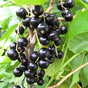Смородина черная Загадка