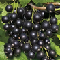 Смородина черная Изюмная