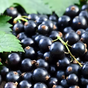 Смородина черная Изюмная