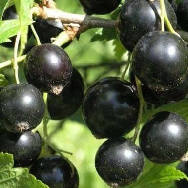 Смородина черная Пигмей.