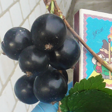 Смородина черная Черный Бумер