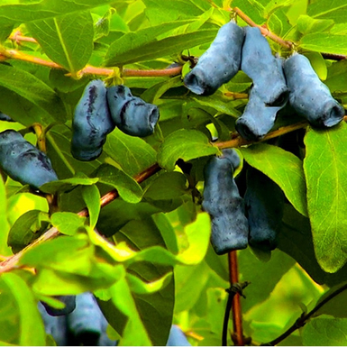 Жимолость съедобная Амфора