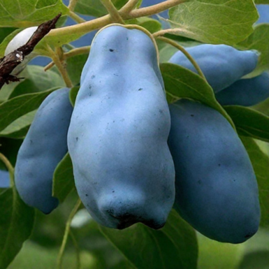 Жимолость съедобная Камчадалка