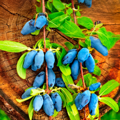 Жимолость съедобная Блю Вельвет