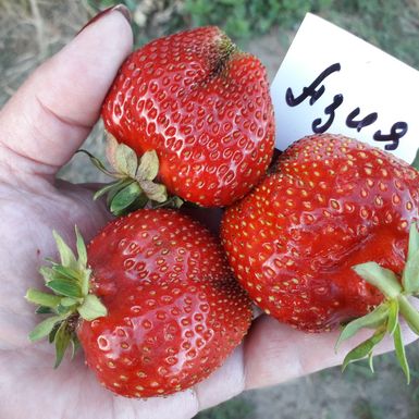 Клубника Азия