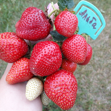 Клубника Альба