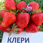Клубника Клери