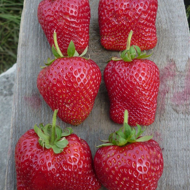 Клубника Сирия