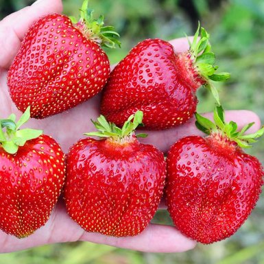 Клубника Мармелада