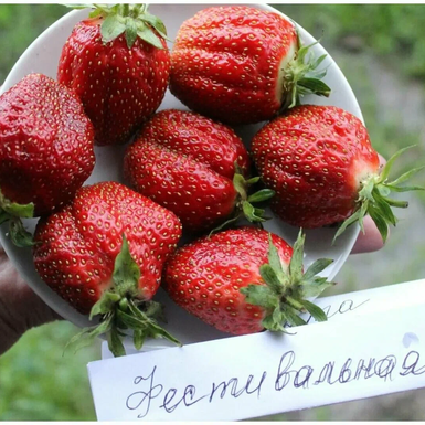Клубника Фестивальная