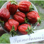 Клубника Фестивальная