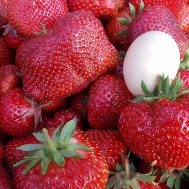 Клубника Чамора Туруси