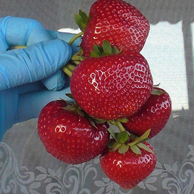 Клубника Сенсация