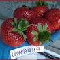 Клубника Сенсация