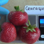 Клубника Сенсация